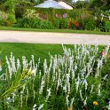 Salvia farinacea 'Victoria Silver'